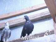 чистопольская зимняя голубка с птенцом