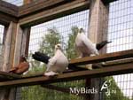Чернохвостые статные голуби Фото № 3