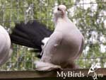 Чернохвостые статные голуби Фото № 3б
