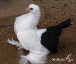 Новоминские чернохвостые статные голуби Фото № 4а