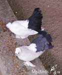 Новоминские чернохвостые статные голуби Фото № 5