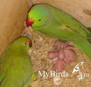 Пара кольчатых попугаев и вылупившиеся птенцы в гнездовом ящике