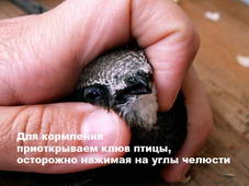 для кормления осторожно приоткрываем клюв птицы осторожно нажимая на углы челюсти