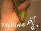 Фиксация ног, крыльев и хвоста мелкого попугая