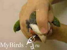 Фиксация головы среднего попугая (вид сверху)