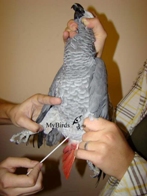 Взятие мазка у серого африканского попугая жако из клоаки