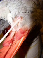 Взятие мазка у серого африканского попугая жако из клоаки