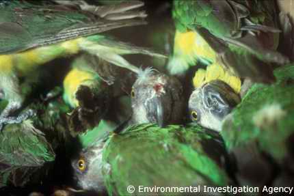 Senegal Parrot (Poicephalus senegalus) © Environmental Investigation Agency, air transport cages seized in Belgium.
