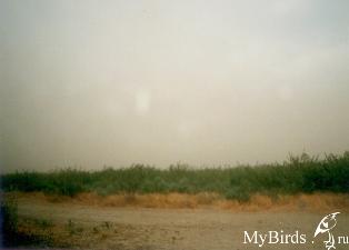 Песчаная буря. Автор Каиргельдина Евгения