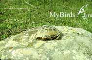 Туркменская степная черепаха