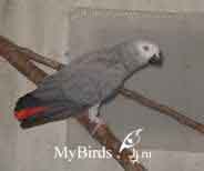 серый африканскйи попугай жако краснохвостый