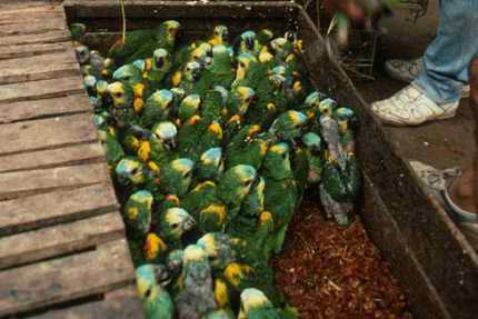 Blue fronted amazon parrots in crates for export, Argentina. Photo Environmental Investigation Agency