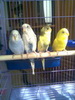 alinka***parrots