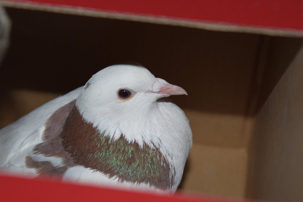 pigeon-bo4.jpg