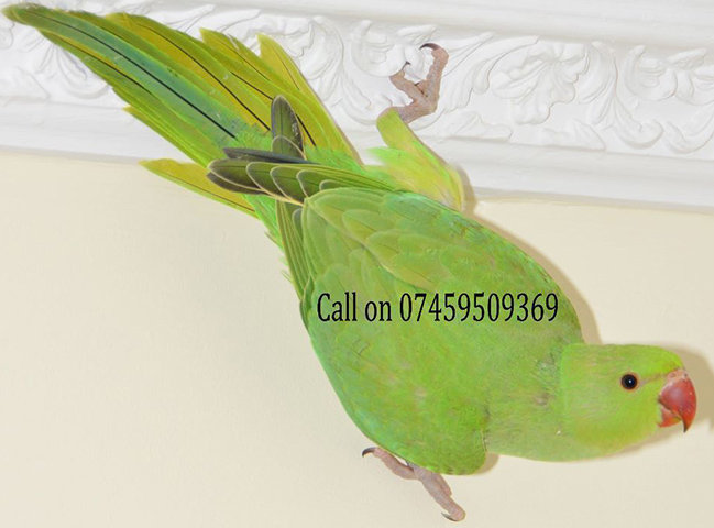 postadsuk.com-baby-green-ring-neck-talking-parrot-closed-ring-3-4-month-old-0.jpg.b3c4721b8c2d8b35a341a43051eea817.jpg
