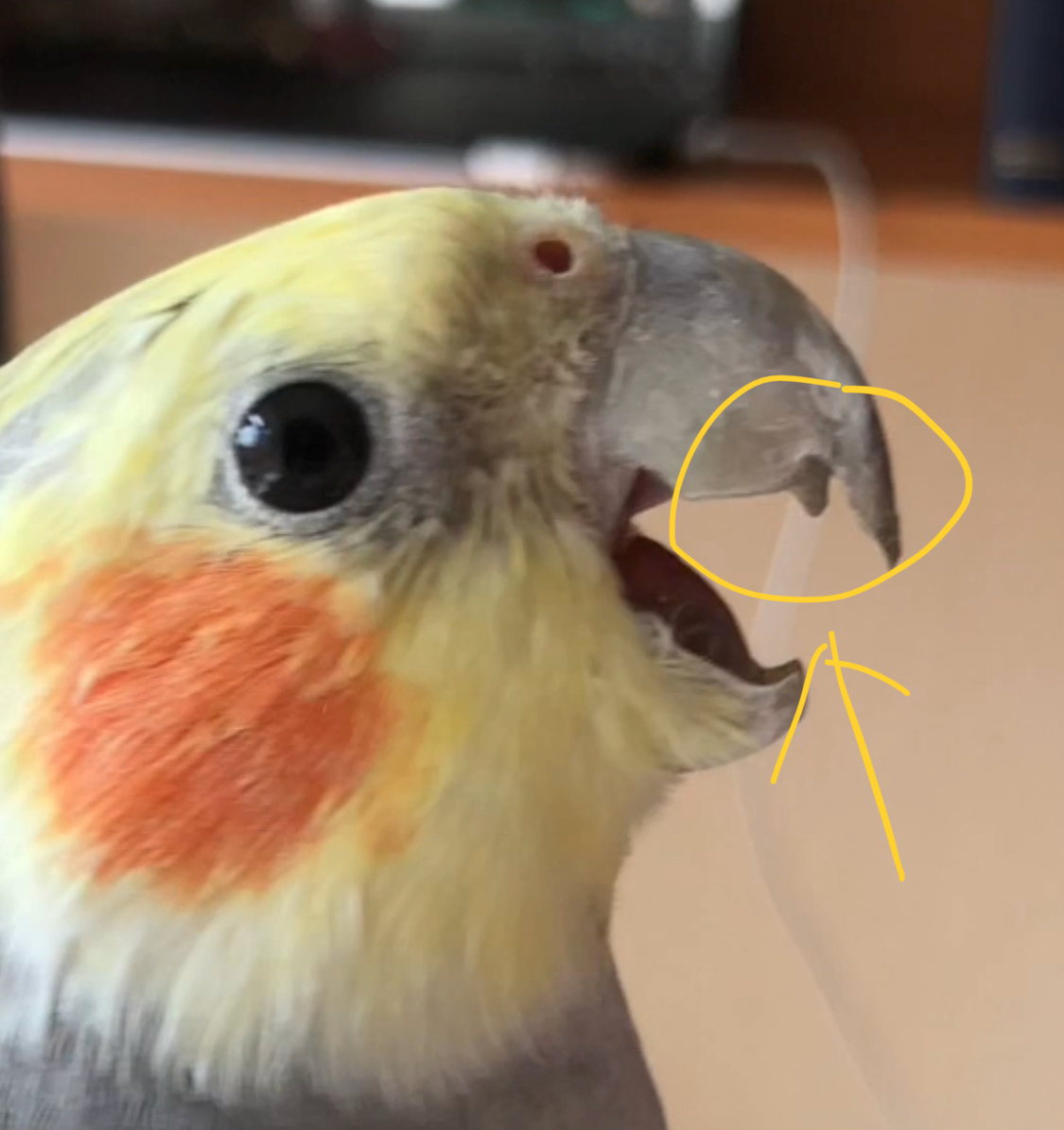 Как подстричь клюв у попугая корелла