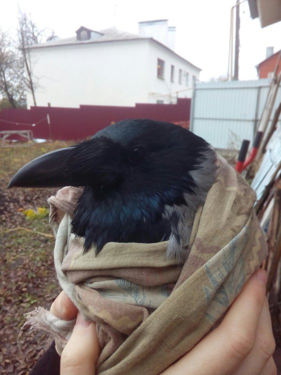 Ловить ворон. Отловить ворона. Поймать ворона. Поимка ворона. Попался ворона.