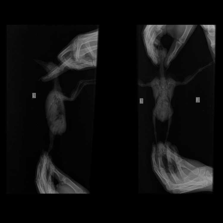 Small Skeletal _ 10 kg-Paw LAT-14.09.2020-17_39_47-114.JPEG