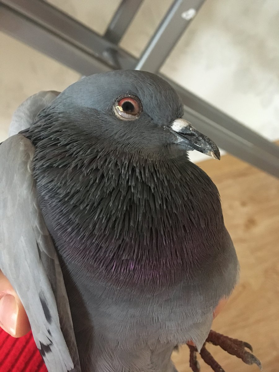 Как кашляют голуби? | Пикабу