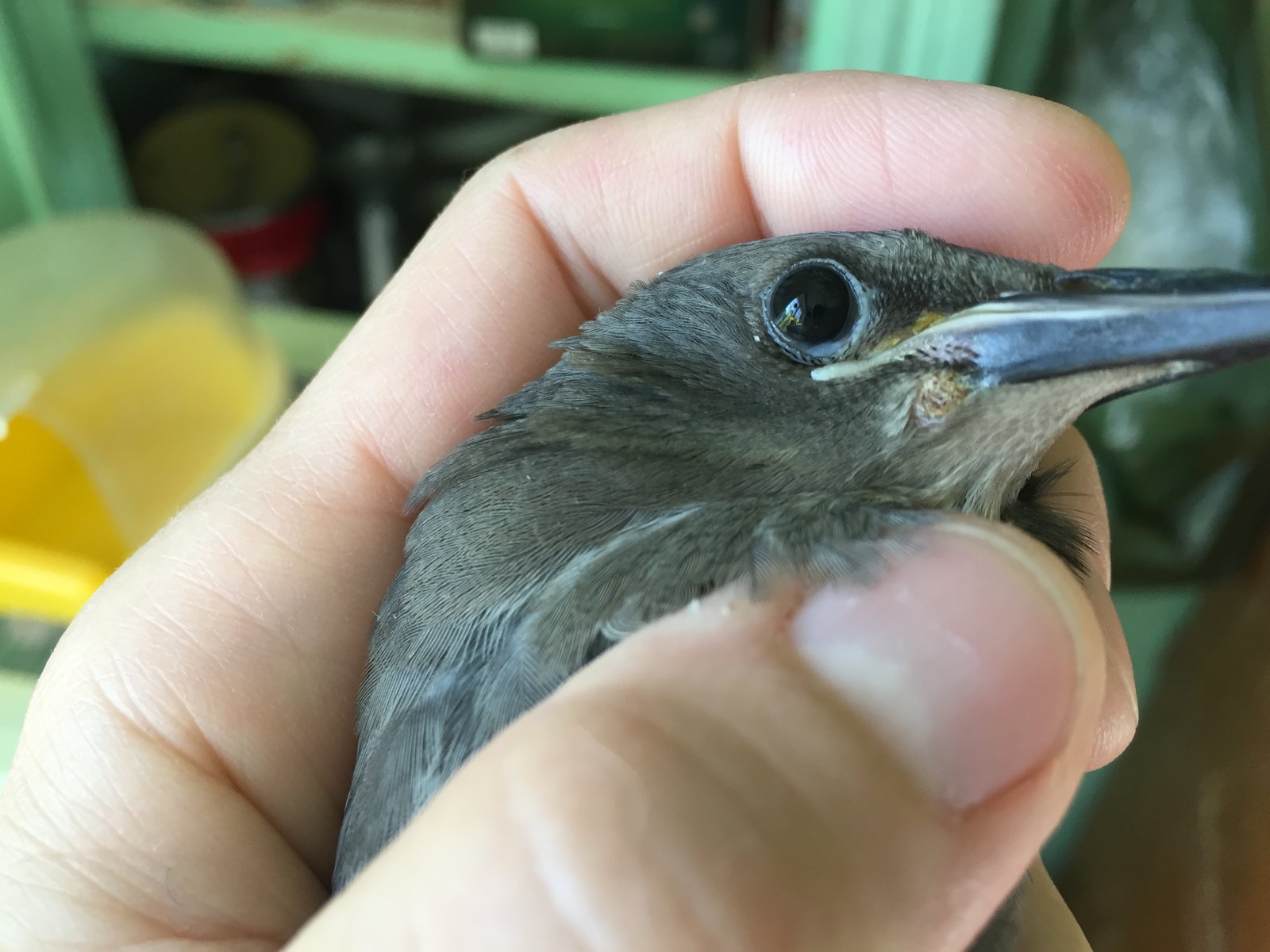 Скворец дома - Вопросы по содержанию скворцов в неволе - Форумы Mybirds.ru  - все о птицах