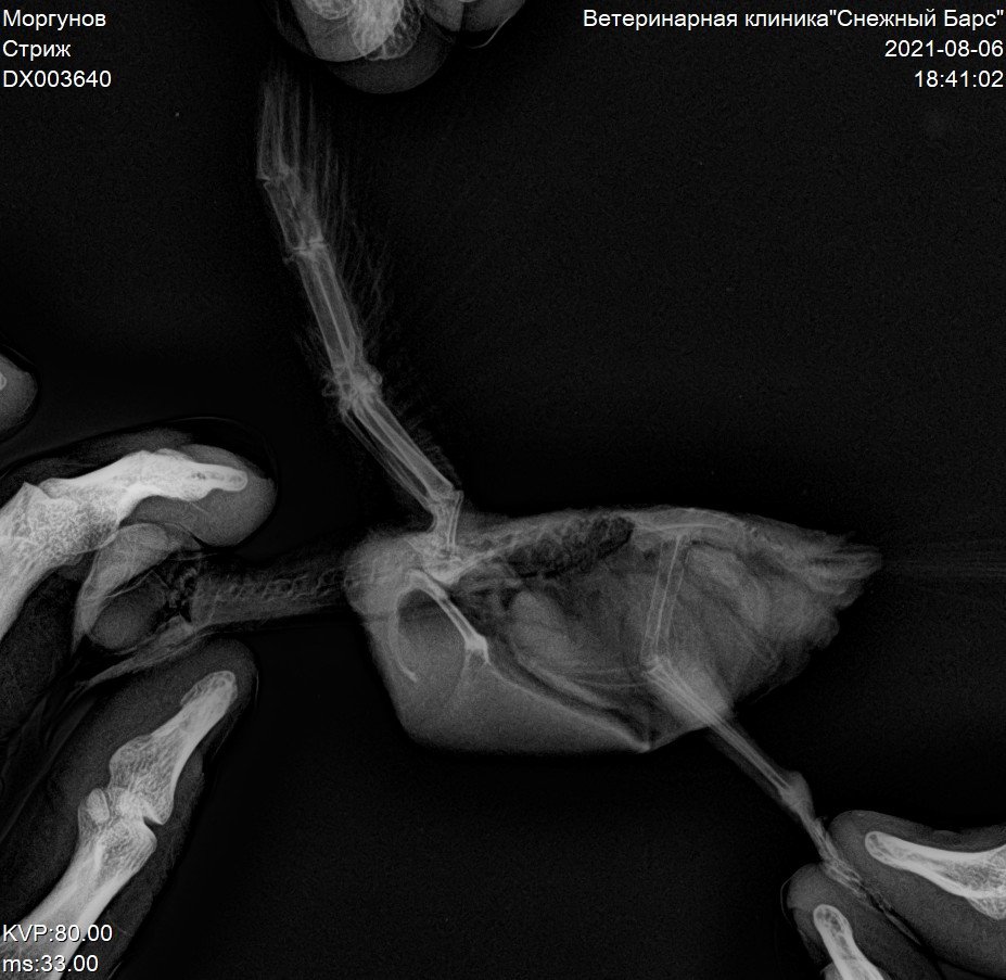 Нужна помощь в расшифровке рентгена Стрижа. - Содержание стрижей в домашних  условиях - Форумы Mybirds.ru - все о птицах