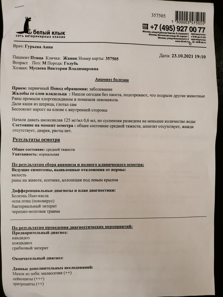 СРОЧНО! Только что подобрала голубя без хвоста. - Лечение голубей - Форумы  Mybirds.ru - все о птицах