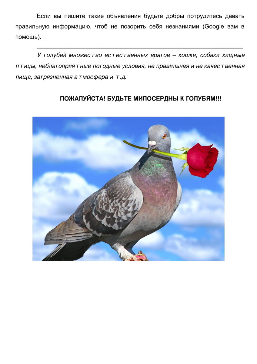 ТРАВЯТ ГОЛУБЕЙ - Страница 7 - Наблюдения за голубями - Форумы Mybirds.ru -  все о птицах