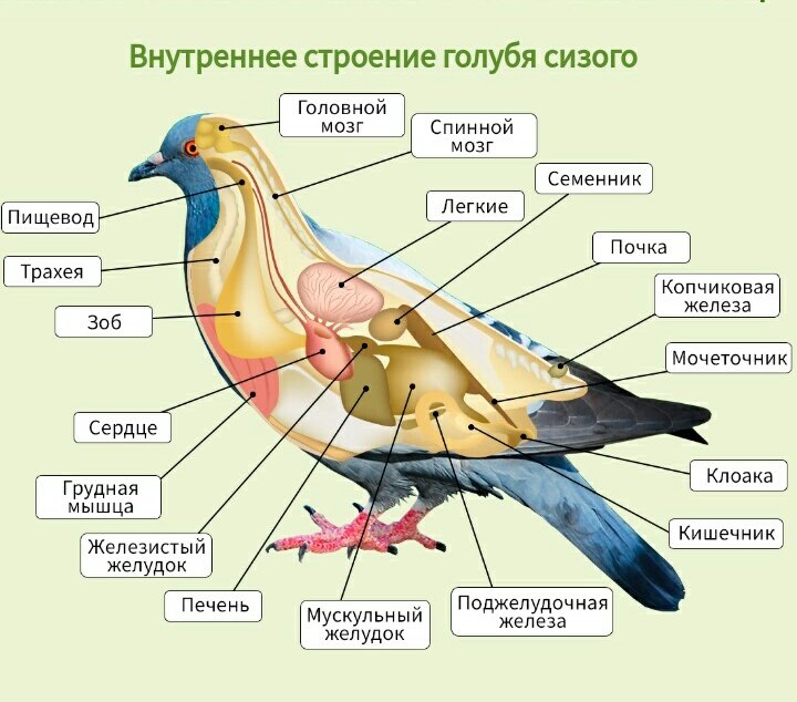 Доминирующий цвет у голубей