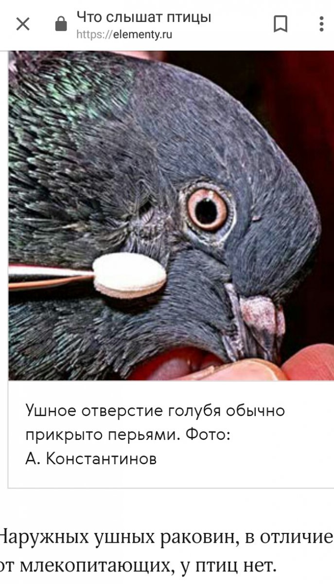 Помогите вылечить или хотя помочь голубю - Лечение голубей - Форумы  Mybirds.ru - все о птицах