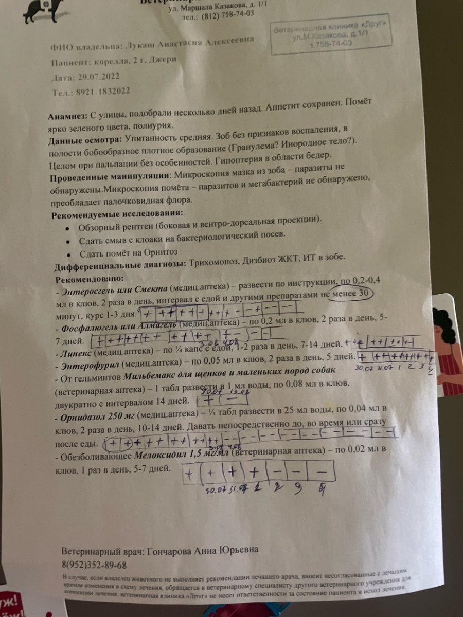 СРОЧНО! Помогите спасти истощенного попугая с улицы - Основной раздел -  Форумы Mybirds.ru - все о птицах