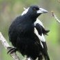 Magpie_Rich