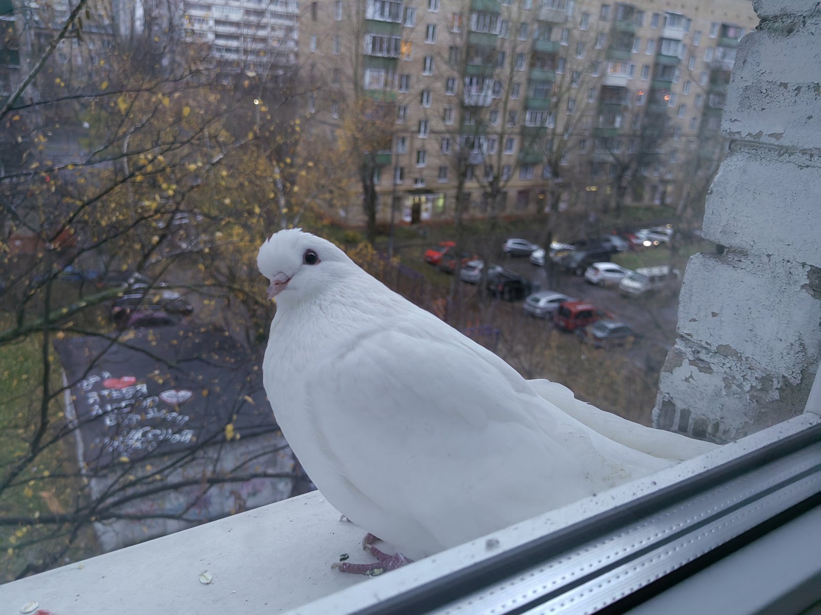 Белый домашний (?) голубь прилетел на окно и не улетает - Наблюдения за  голубями - Форумы Mybirds.ru - все о птицах