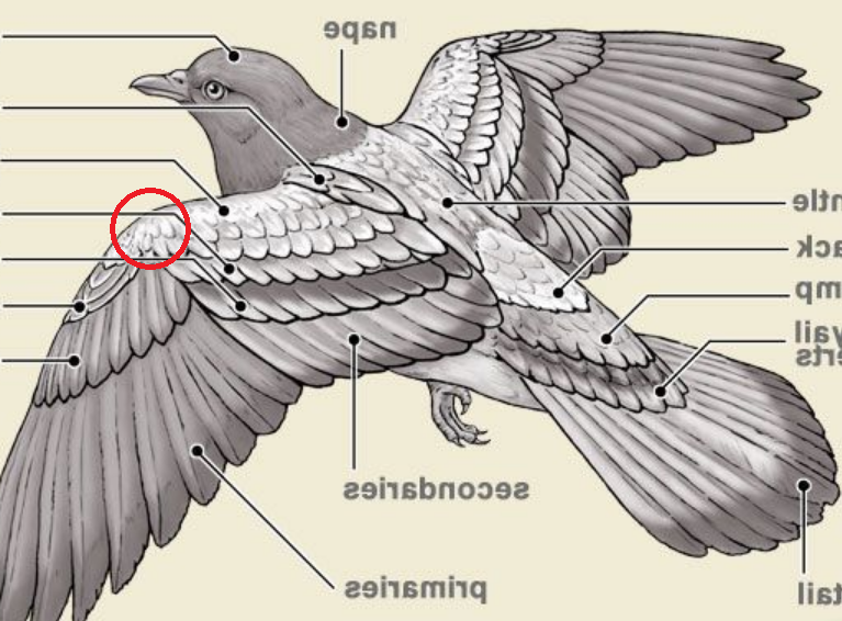 Строение крыла. Строение крыла птицы. Строение голубиного крыла. Крыло птицы строение. Строение крыла голубя.
