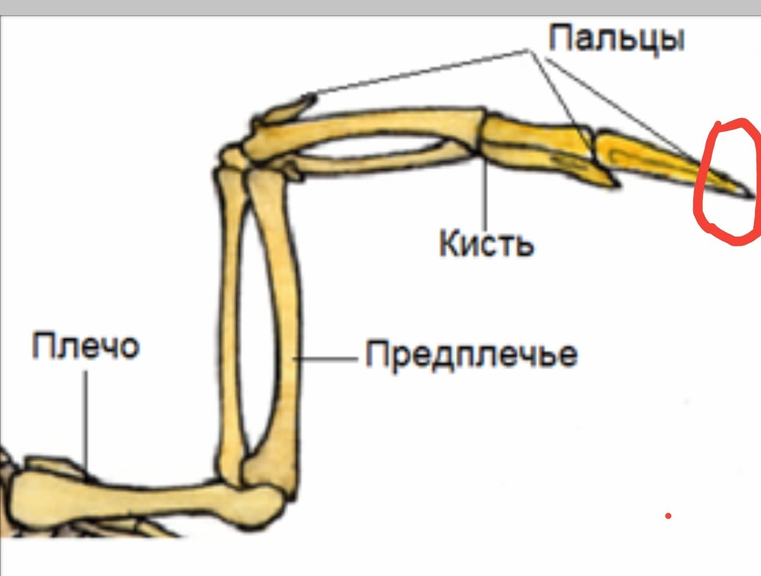 В скелете кисти птиц сохранились. Полые кости у птиц. Скелет крыла птицы. Спинная кость у птиц. Кисть птицы биология.