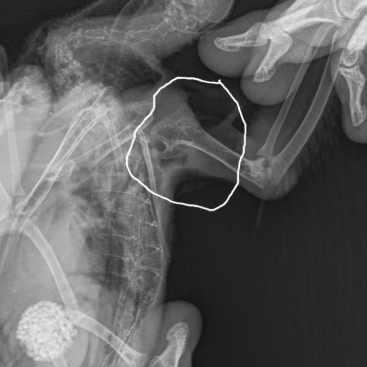 Скелет Мелкий  _ 10 kg-Плечо LAT-05.03.2024-14_32_40-240.JPEG