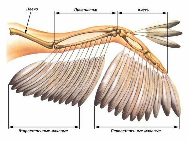 ustrojstvo-kuricy_21.jpg.6926301bafbc7e78479c679851f53c08.jpg