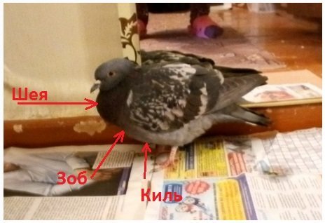 Pigeon_Irina123.jpg.d0b97e4fa5e666525d78de43a2859229.jpg