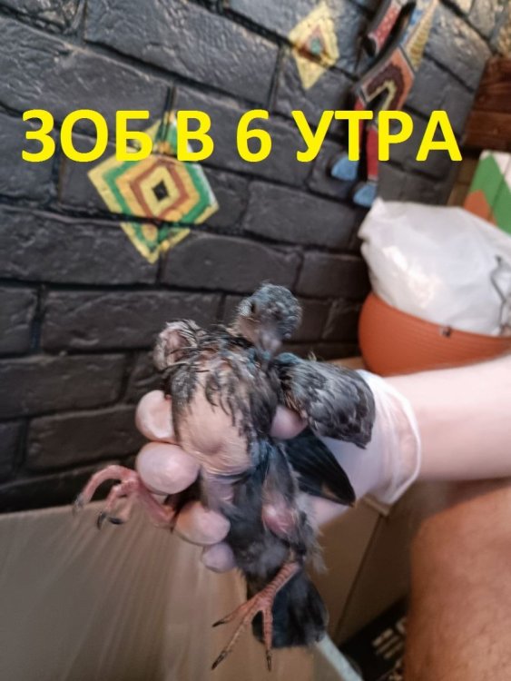 зоб 6 утра.jpg