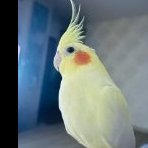 Cockatielmylove