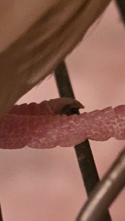 20250311_194958.jpg