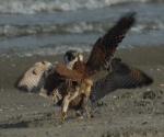 3_Peregrine___Kestrel_in_dispute_over_prey_25092008_Port_of_Rotterdam.jpg