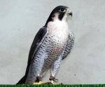 phoca_thumb_l_calidus_peregrine344.jpg