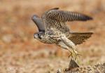 peregrine_falcon_5264_cwk.jpg