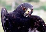 Blacksparrowhawk1.jpg