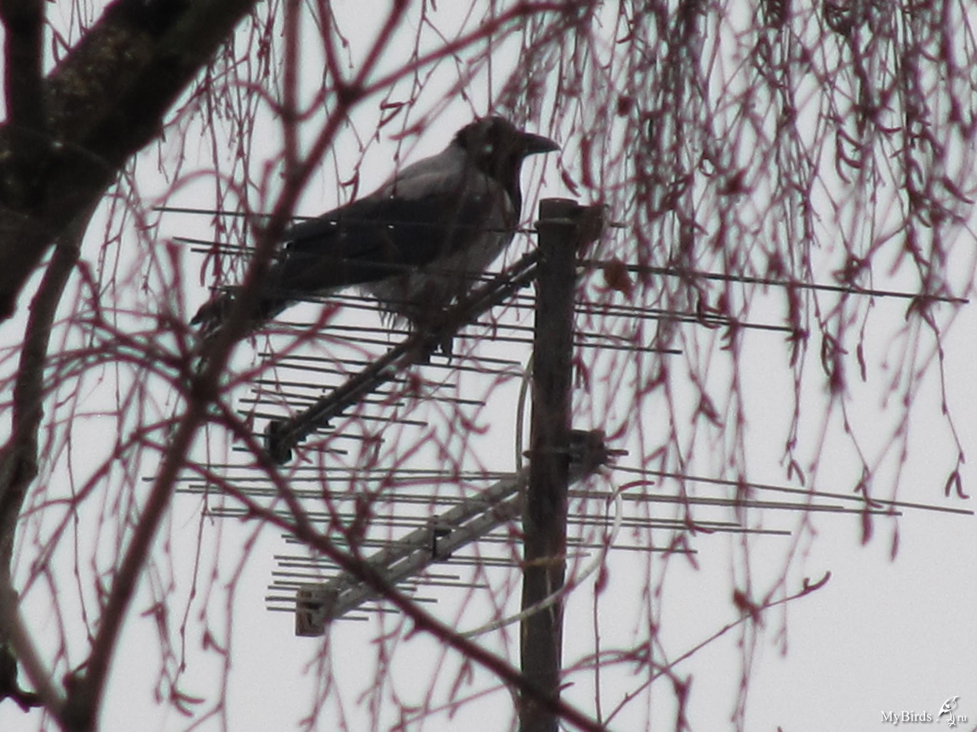 У Меня Рядом С Домом Поселилась Семья Воронов!!! - Врановые в природе -  Форумы Mybirds.ru - все о птицах