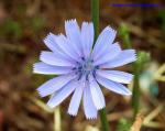 vv_flower_chicory_2_h_orig.jpeg