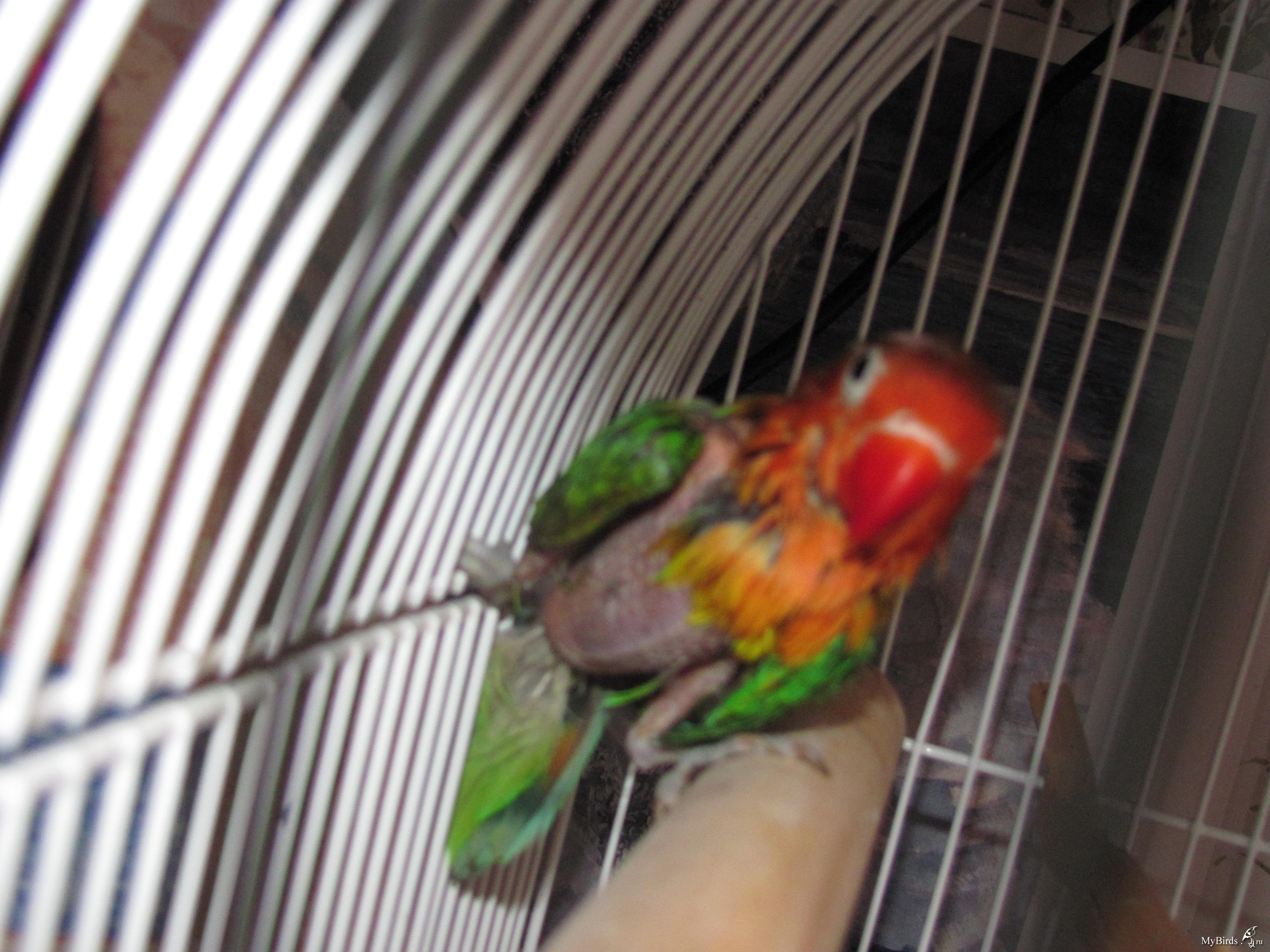 Самоощип у волнистого попугая