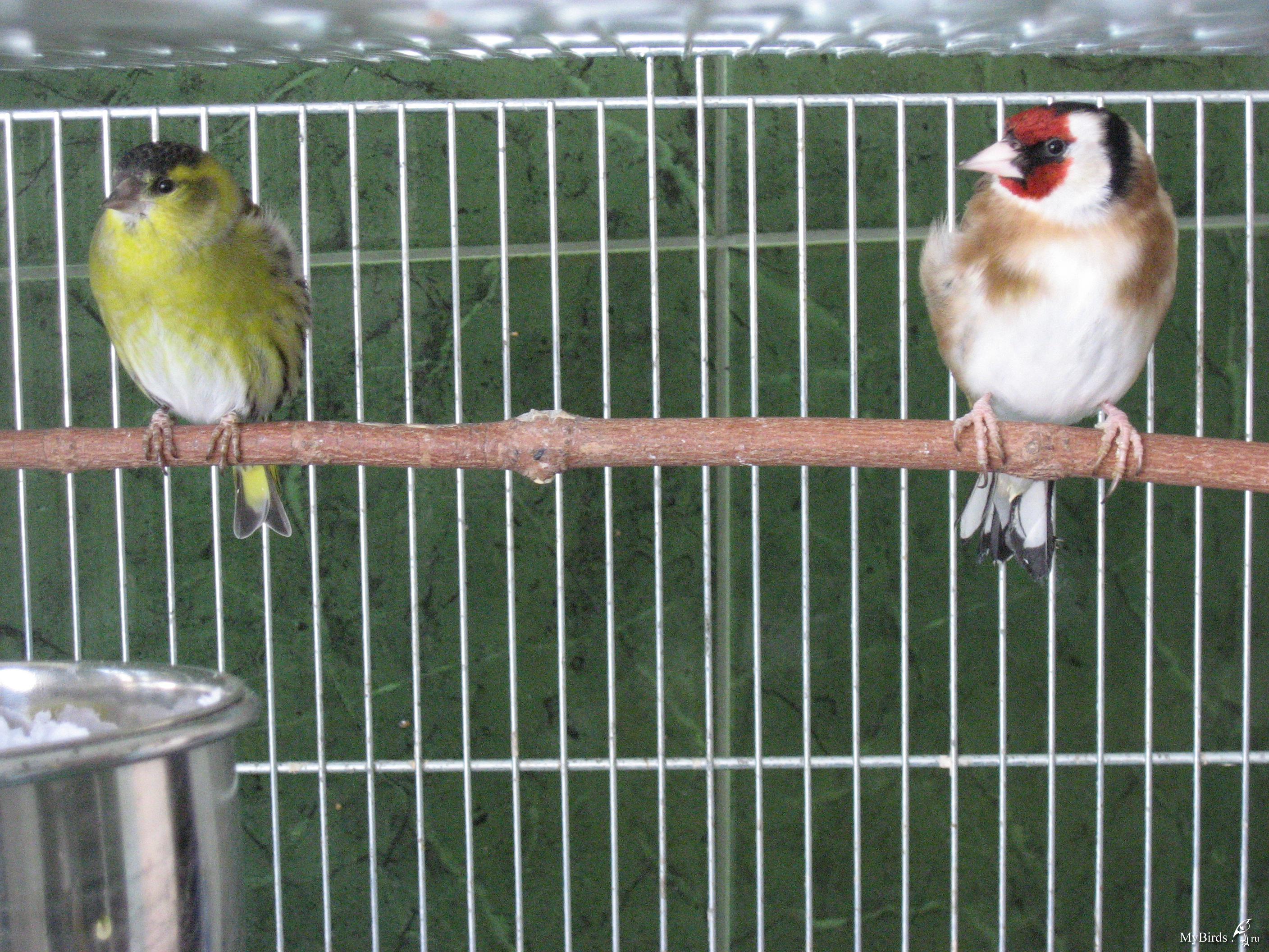 Домашние птички в клетках фото и названия