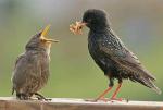 starling_feed_78588358_472r9Aj7.jpg