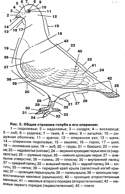 Рисунок голубя биология